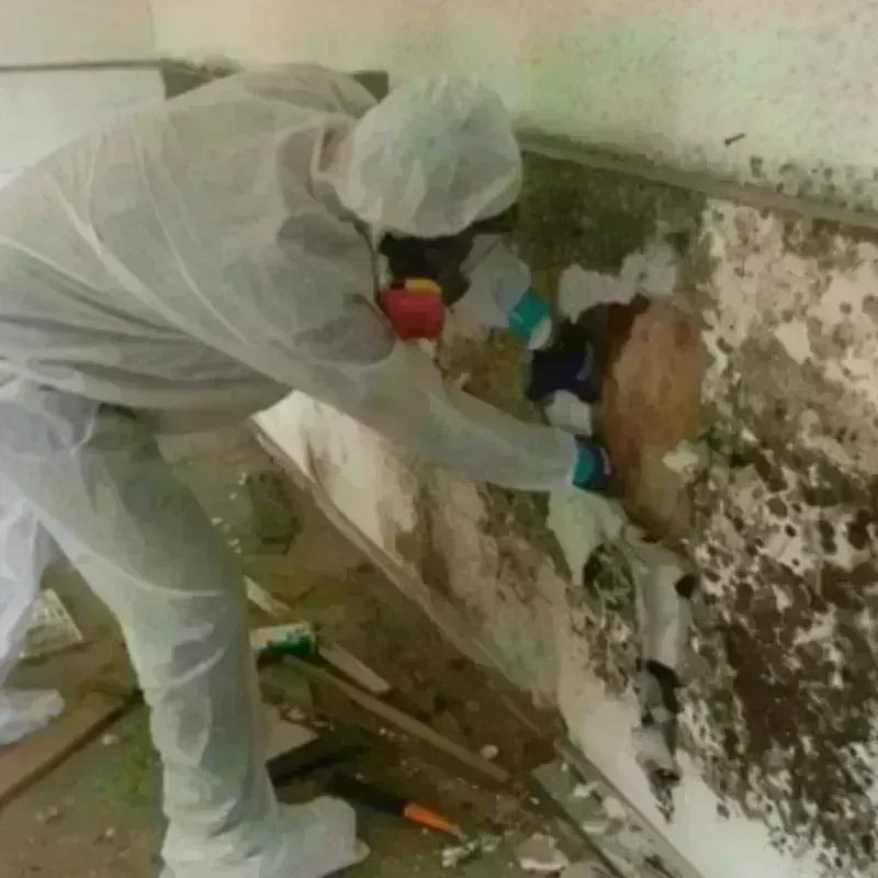 Mold Remediation and Removal in Northville, MI